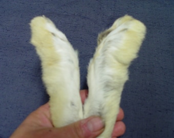 Snowshoe rabbit back feet (2) for fly tying, crafts, decor, etc.
