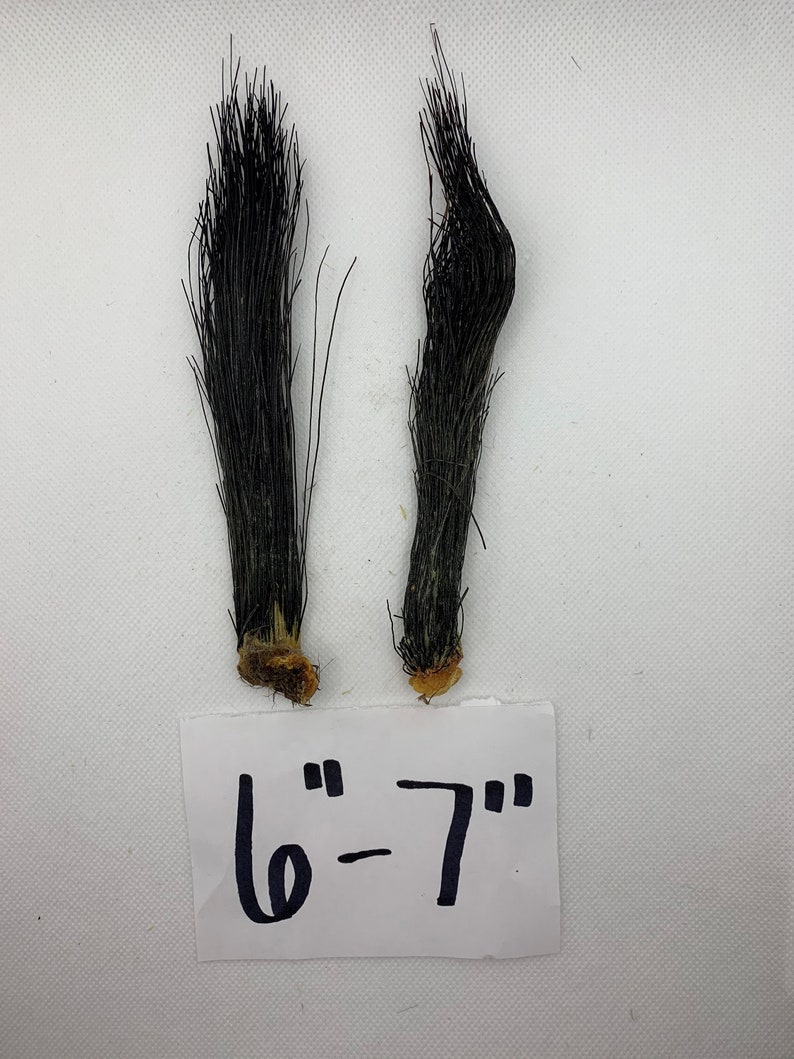 Turkey Beards choose Your Size Etsy