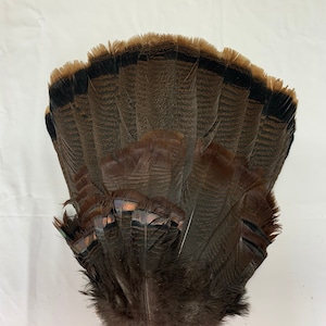 Turkey Tail (Wild Bronze) (Choose your quantity)