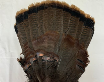 Turkey Tail (Wild Bronze) (Choose your quantity)