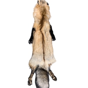 Ranch Red Fox w/feet #1 Taxidermy/Soft Mounts  (RanchR-21)  NEW