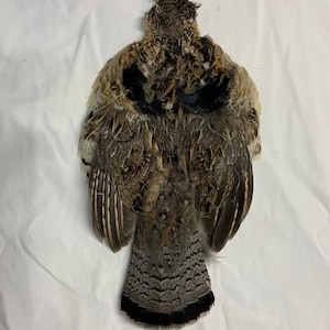Ruff Grouse Skin for fly tying Grey Phase select #1 RG3