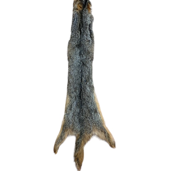 Fox Squirrel Pelts Prime Winter Fur (FSQ-12)