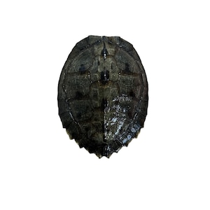 May include: A close-up of a dark brown turtle shell with a textured surface.