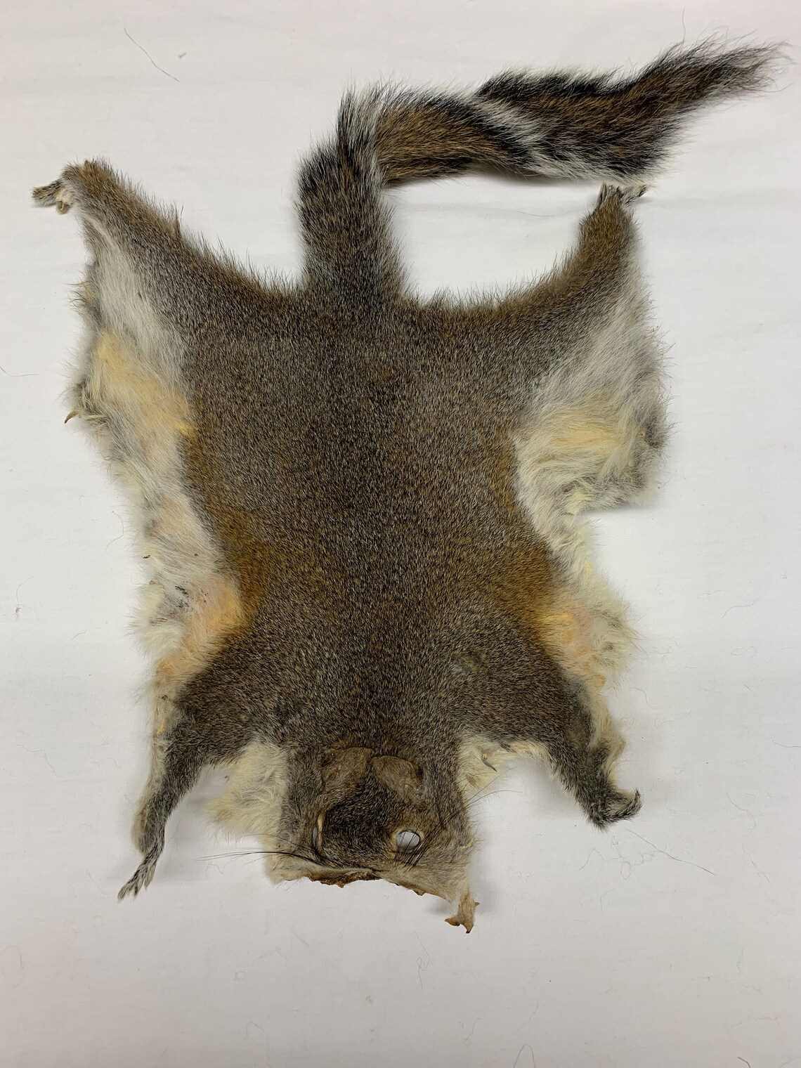 Grey Squirrel Skins/Pelts/ w/Tails Fly Tying Crafts Dried not Etsy