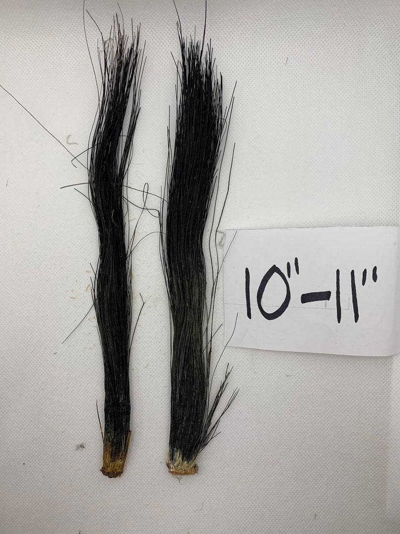 K&ouml;nnte beinhalten: Zwei schwarze Pferdeschwanzst&uuml;cke, jedes etwa 25-28 cm lang, mit einer hellbraunen Basis.