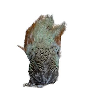 May include: A pheasant tail feather with a green and brown color scheme. The feather has a long, thin shaft and a wide, fan-shaped tip. The feather is perfect for fly tying.