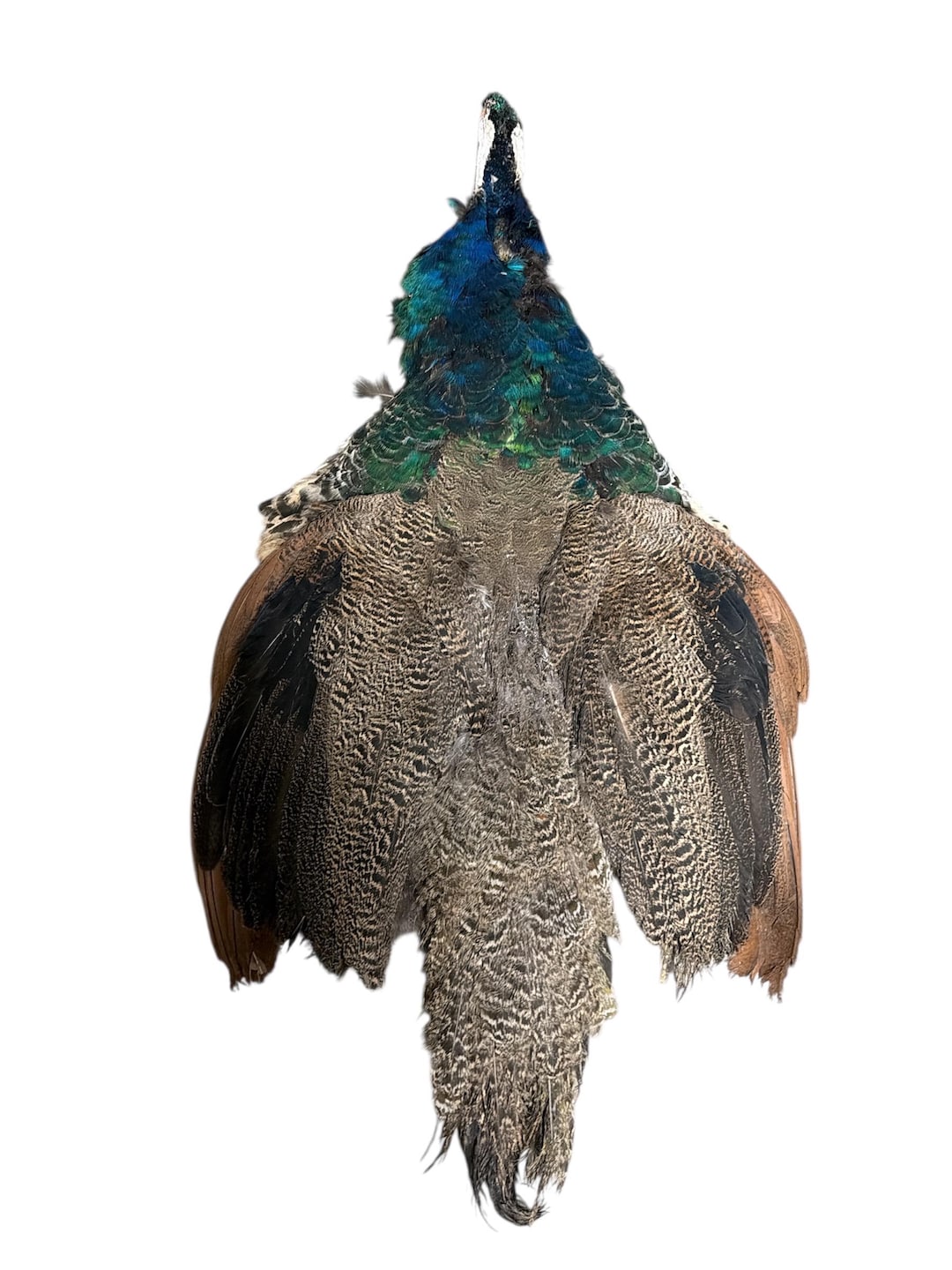 Indian Blue Peacock Pelt With Short Tail - Etsy