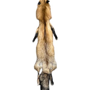 Ranch Red Fox Pelt w/feet (NEW) (RRF-33)