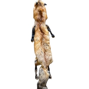 Ranch Red Fox Pelt w/feet (NEW) (RRed-2) Taxidermy/Soft Mounts