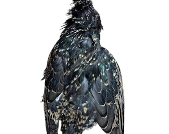 May include: A black and iridescent bird with a spiky crest and layered feathers. The bird's plumage features a mix of black, green, and gold hues, creating a textured appearance. The bird is set against a plain white background.