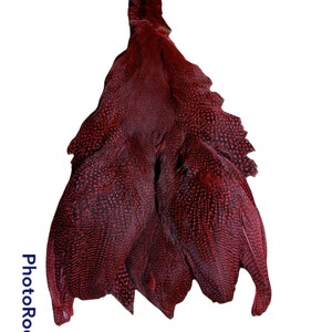 Guinea fowl whole skin w/wings & tail Dyed  (GN15) (Choose your color)