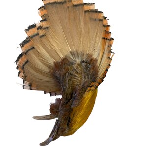 May include: A preserved bird with a long, yellow beak and a fan of brown and orange feathers. The bird's head is tilted back, and its feathers are spread out in a display.