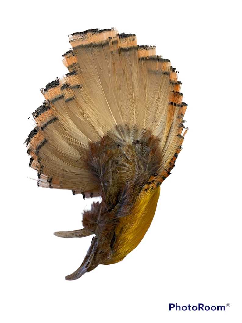 May include: A preserved bird with a long, yellow beak and a fan of brown and orange feathers. The bird's head is tilted back, and its feathers are spread out in a display.