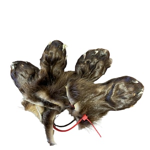 Set of 4 Otter Paws - tanned ~3&quot;-4&quot;