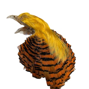 May include: A taxidermied golden pheasant with a bright yellow crest and orange and black striped feathers.