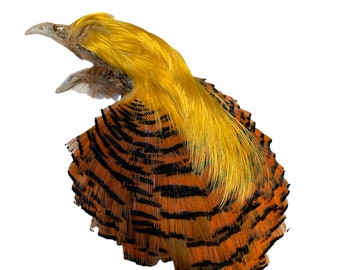 Golden Pheasant Complete Select #1 Cape & Tippet Fly Tying Material (PHG-23)