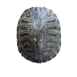 May include: Overhead view of a turtle shell. The shell is primarily dark gray with a textured surface and yellow stripes. The shell is oval-shaped and has a natural, organic appearance.