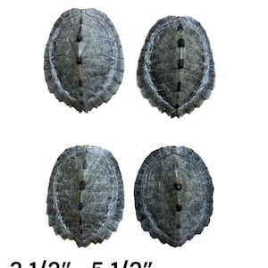 May include: Four gray turtle shells with textured surfaces are displayed against a white background. The shells vary in size, with the dimensions of 3 1/2" to 5 1/2" indicated in the image. The shells have a natural, organic appearance.