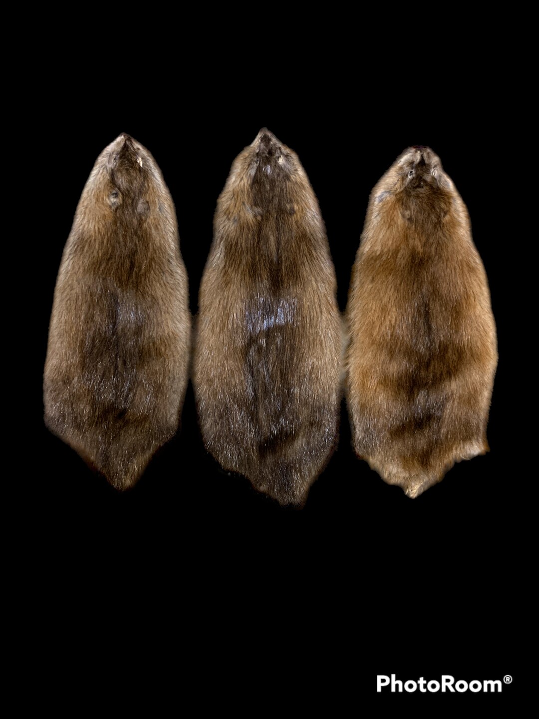 Muskrat Pelts 1 Etsy