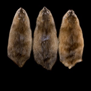 Muskrat Pelts #1