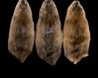 Soft Dressed Muskrat Pelt, Prime Winter Fur