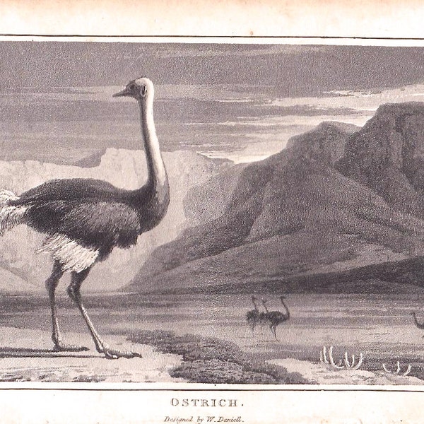 Antique Print 1807 "Ostrich" - by William Daniell - 19th Century Natural History Image - Home Decor Print to Frame, Georgian Ephemera, Bird