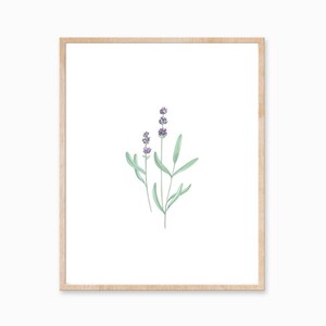 Pu&ograve; includere: Un'illustrazione ad acquerello incorniciata di fiori di lavanda con steli e foglie verdi su uno sfondo bianco.