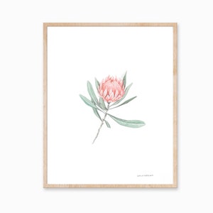 Protea Print, Botanical Art, Minimal Plant Art, Floral Print, Protea Flower Art, Vintage Plant Print, Foliage Art, Farmhouse Decor image 1