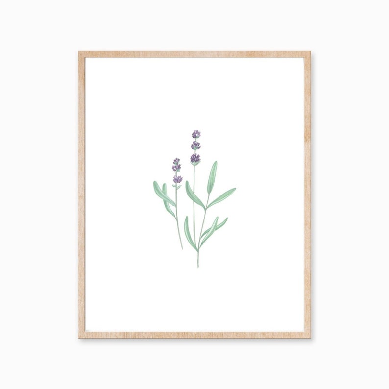 Pu&ograve; includere: Un'illustrazione ad acquerello incorniciata di fiori di lavanda con steli e foglie verdi su uno sfondo bianco.