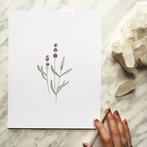 Pu&ograve; includere: Un dipinto ad acquerello di fiori di lavanda su sfondo bianco. Il dipinto &egrave; su un pezzo di carta ed &egrave; tenuto da una mano.