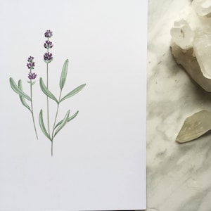 Pu&ograve; includere: Un dipinto ad acquerello di fiori di lavanda con steli e foglie verdi su uno sfondo bianco.
