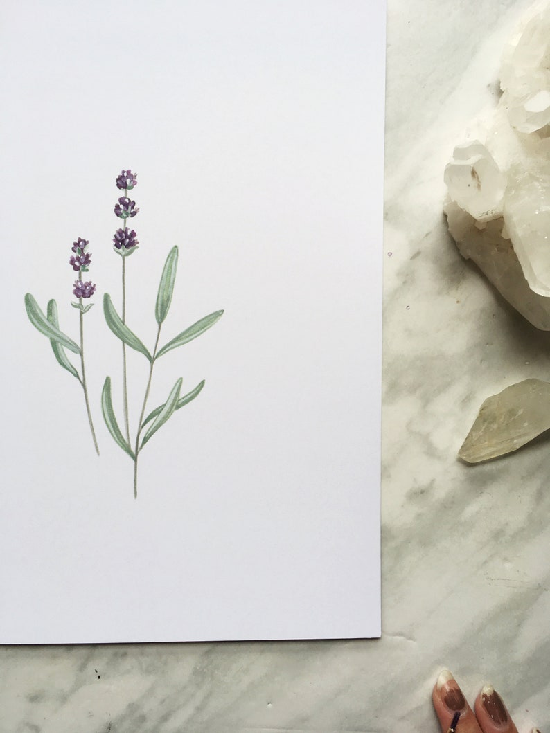 Pu&ograve; includere: Un dipinto ad acquerello di fiori di lavanda con steli e foglie verdi su uno sfondo bianco.