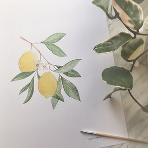 Lemon Art DIGITAL DOWNLOAD, Botanical Print, Farmhouse Print, Minimal Plant Art, Fruit Print, Lemon Painting, Foliage Art, Botanical Art image 3