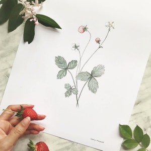 Strawberry Print, Botanical Print, Farmhouse Art, Plant Art, Strawberry Painting, Plant Print, Minimal Plant Decor, Foliage Art image 4