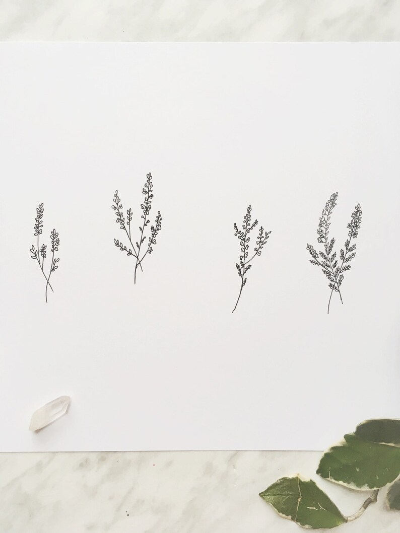 May include: Four simple line drawings of sprigs of heather on a white background.