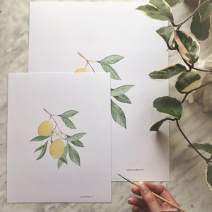 Lemon Art DIGITAL DOWNLOAD, Botanical Print, Farmhouse Print, Minimal Plant Art, Fruit Print, Lemon Painting, Foliage Art, Botanical Art image 5
