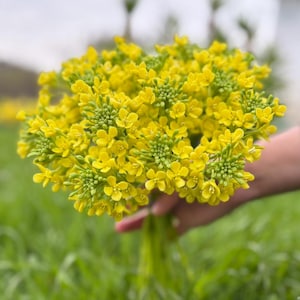 Handmade broccoli flowers branch, Yellow flowers branch, Yellow green flowers branch, yellow flowers home decor, yellow flower for vase
