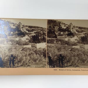 Antique Stereograph Card Mount of Olives, 1898, by B.W. Kilburn