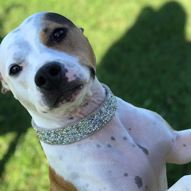 Iridescent top dog collar
