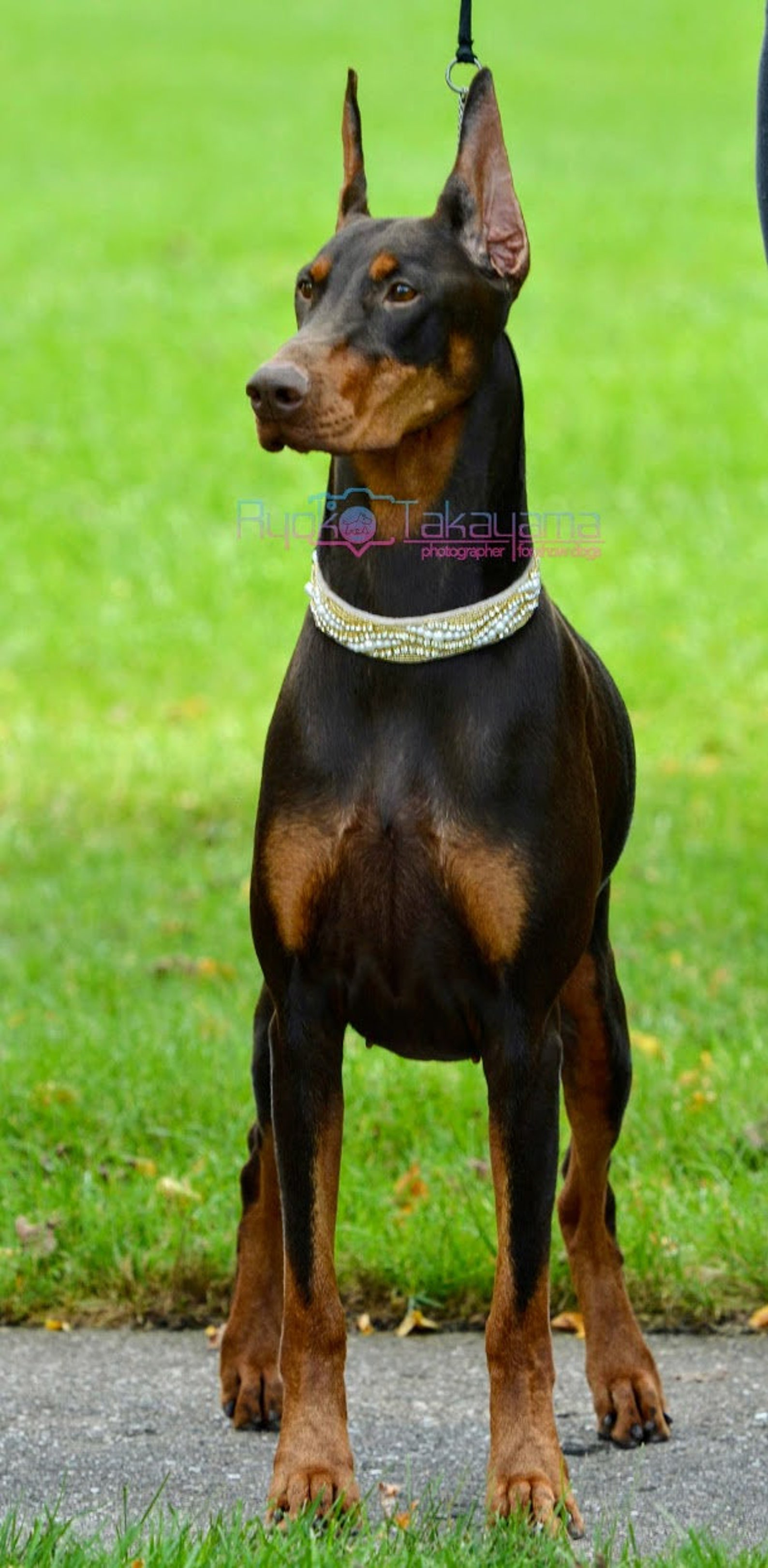 Gold Rhinestone and Pearl Dog Collar Unique Dog Collars Etsy
