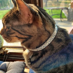 May include: A brown tabby cat wearing a silver rhinestone collar. The cat is looking to the left of the frame.