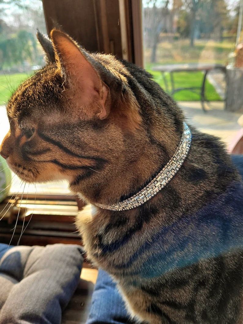 May include: A brown tabby cat wearing a silver rhinestone collar. The cat is looking to the left of the frame.