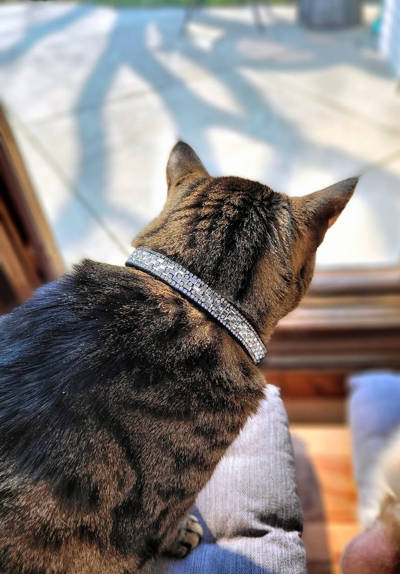 May include: A brown tabby cat with a black and silver rhinestone collar is sitting on a gray cushion and looking out a window.