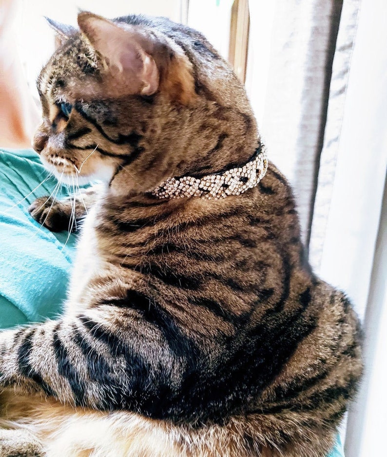 Rhinestone Braid Cat Collar Fancy Cat Collar Collar for Etsy