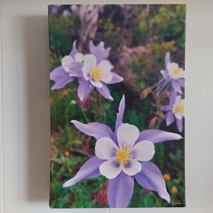 8x12in Scenic Canvas Photo
