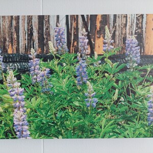 8x12in Scenic Canvas Photo