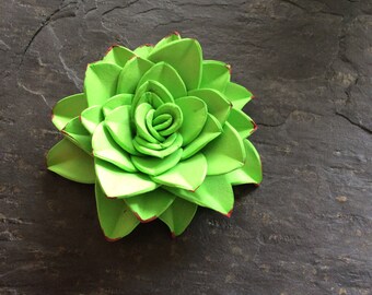 Suculentas de espuma