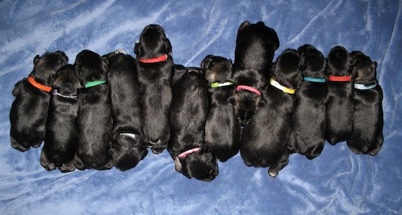 Newborn puppy tags sale