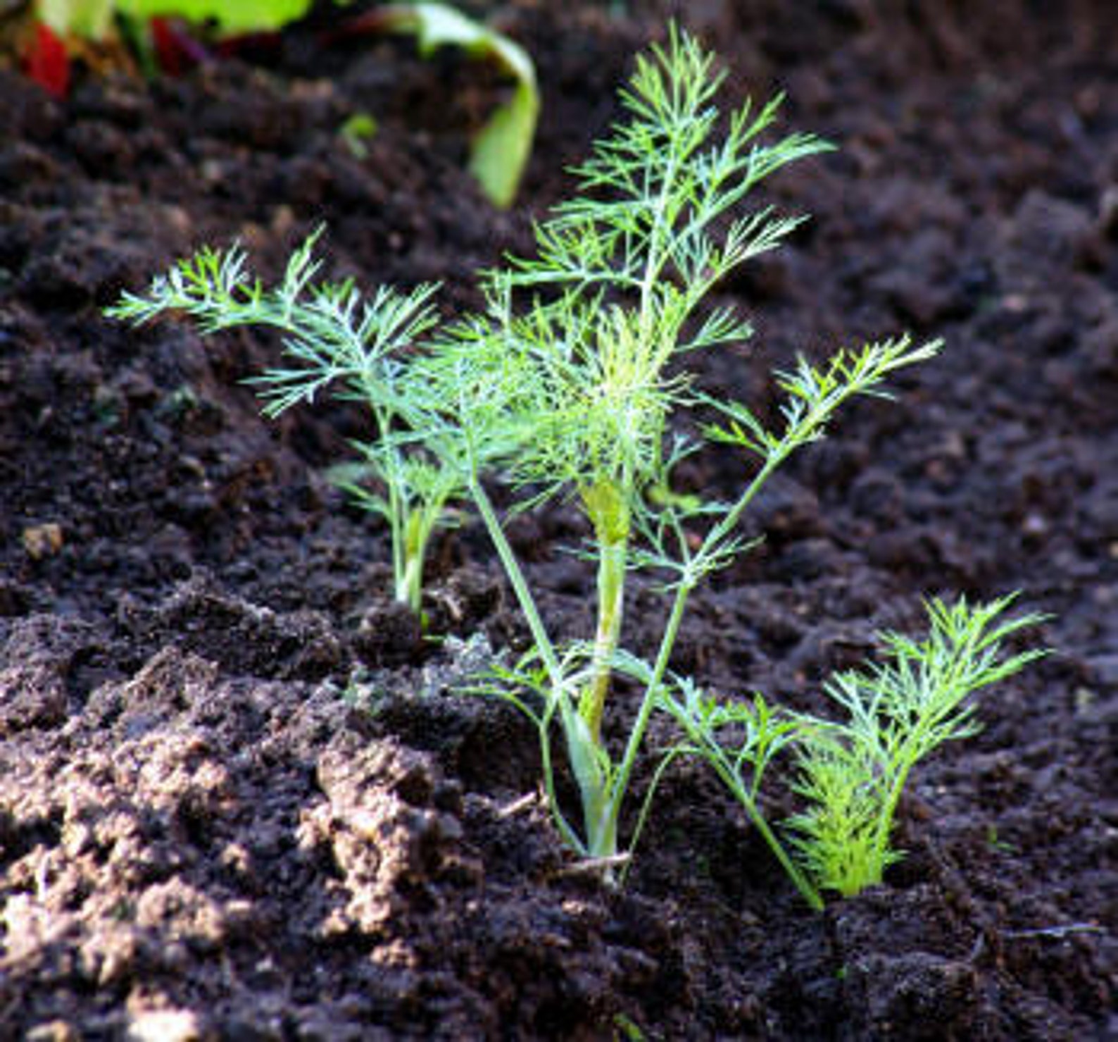 Fennel Bitter Essential Oil Foeniculum Vulgare Mill 100 Etsy